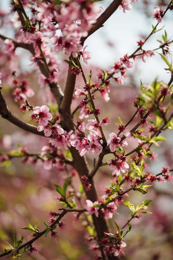 branches, fruit tree, tree, spring time, peach, ecology, flowering, seasonal, season, cherry