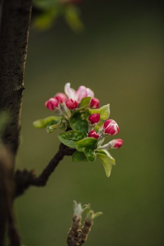 apple tree, fruit tree, details, close-up, flower bud, vertical, tree, blossom, outdoors, flower