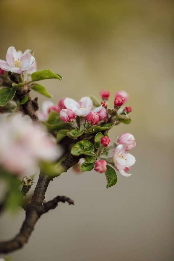 flowering, orchard, fruit tree, apple tree, spring time, blossom, spring, apple, petal, flower