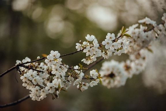 fleur blanche, cerise, arbre fruitier, arbre, printemps, matin, branches, nature, plante, herbe