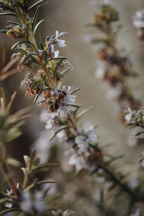 bee, honeybee, spring time, pollinator, pollen, herb, rosemary, aromatic, plant, nature