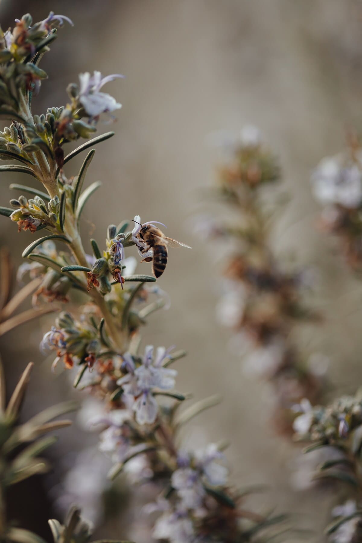 ape, Honeybee, insetto, volante, ramo, pianta, erba, primavera, fiore, natura
