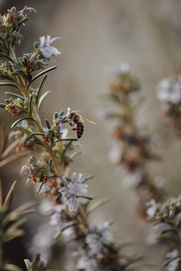bee, honeybee, insect, flying, branch, plant, herb, spring, flower, nature