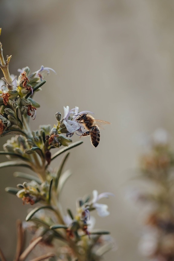 honeybee, bee, arthropod, invertebrate, insect, nature, flower, worker, honey, blur