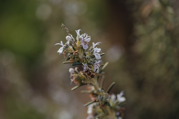 Rosemary, včely medonosné, rozostření, zahrada, jaro, příroda, závod, bylina, květ, barva