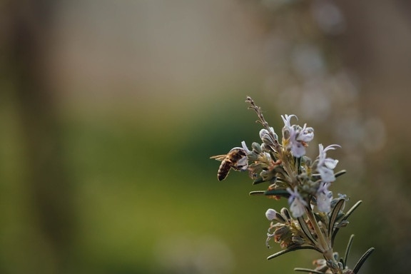 bee, honeybee, flower garden, branches, rosemary, branch, nature, tree, spring, blossom