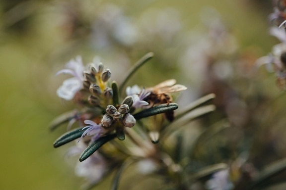 Rosemary, bunga liar, kuncup bunga, merapatkan, alam, kabur, tanaman, pohon, bunga, warna