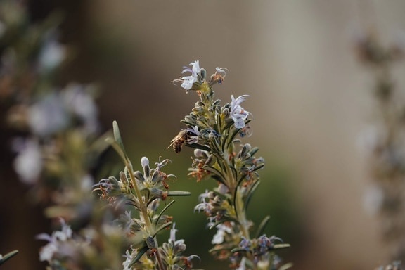 bee, honeybee, insect, branches, spring time, rosemary, nature, spring, garden, flower
