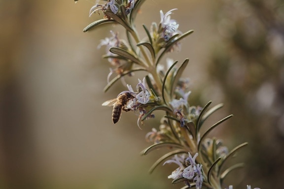 rozmaryn, dziki kwiat, Pszczoła, pszczoły miodnej, owad, nektar, pyłek, zioło, aromatyczne, natura