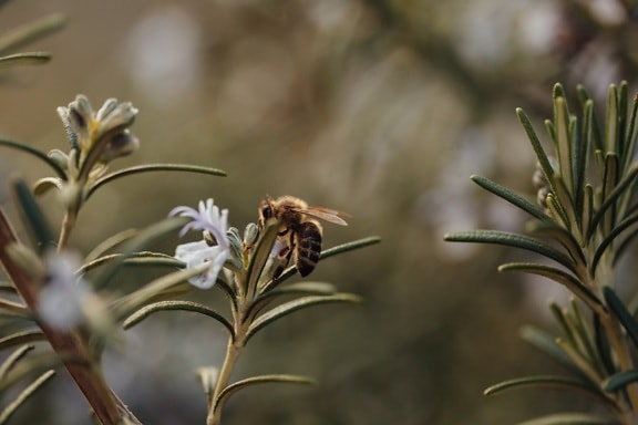 vista laterale, Honeybee, polline, giardino di fiore, rosmarino, campo, agricoltura, natura, pianta, erba