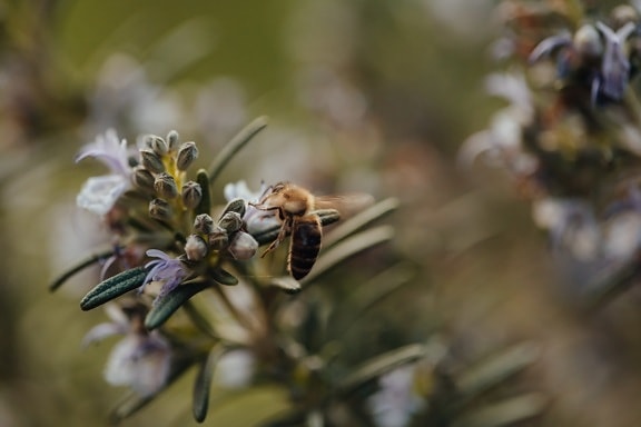 bee, plant, worker, blur, nature, honey, flower, insect, arthropod, outdoors