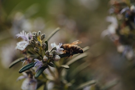 macro, romarin, fleurs sauvages, fermer, abeille, abeille, les pollinisateurs, nectar, pollen, brouiller