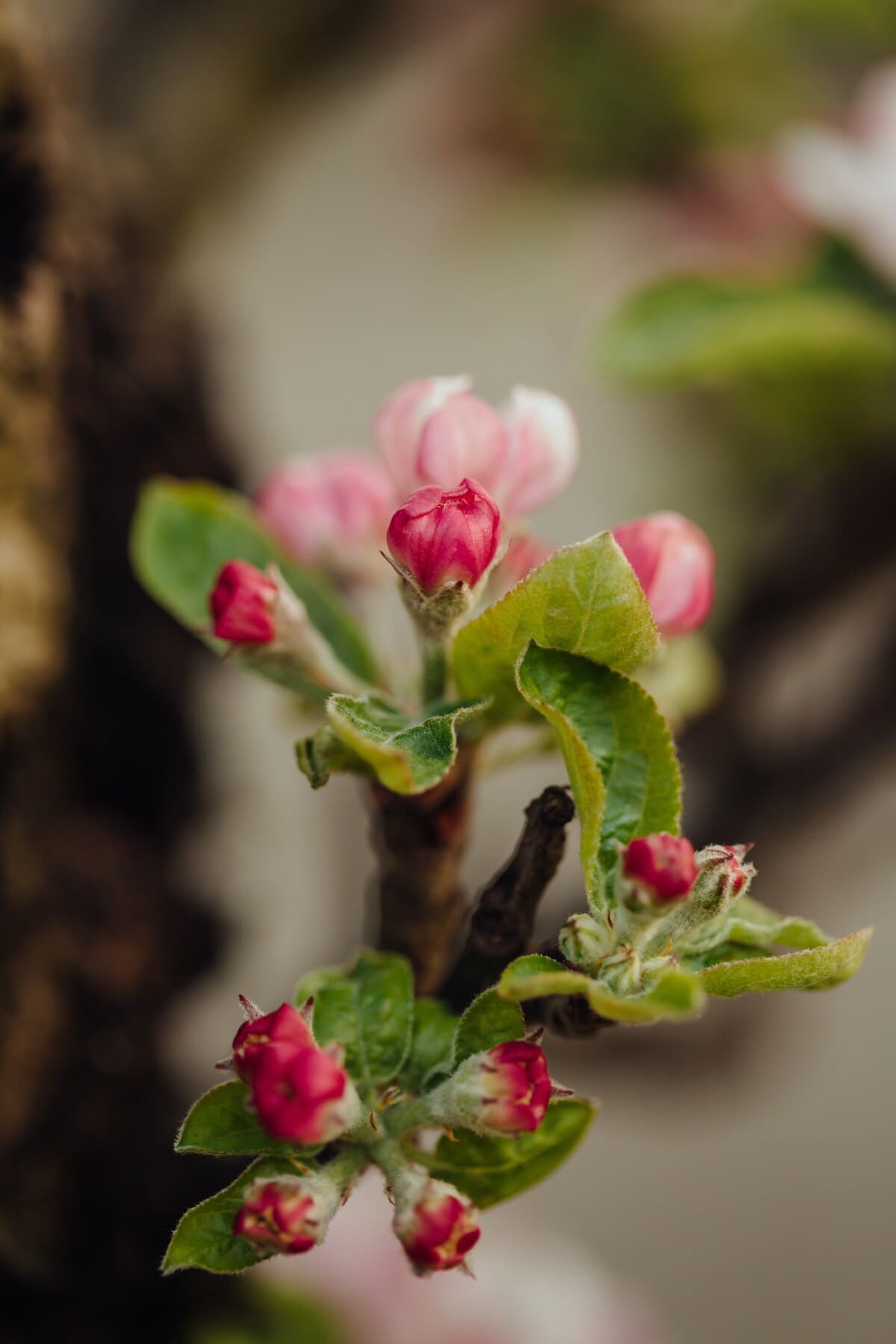 árbol de manzana, rojo, yema floral, árbol frutal, flor, color de rosa, planta, naturaleza, arbusto, hoja