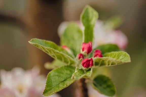 macro, apple tree, reddish, flower bud, close-up, plant, blur, herb, leaf, flower