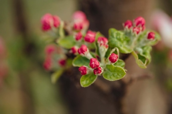 fruit tree, close-up, apple tree, spring time, flowering, petal, flower bud, nature, plant, flower