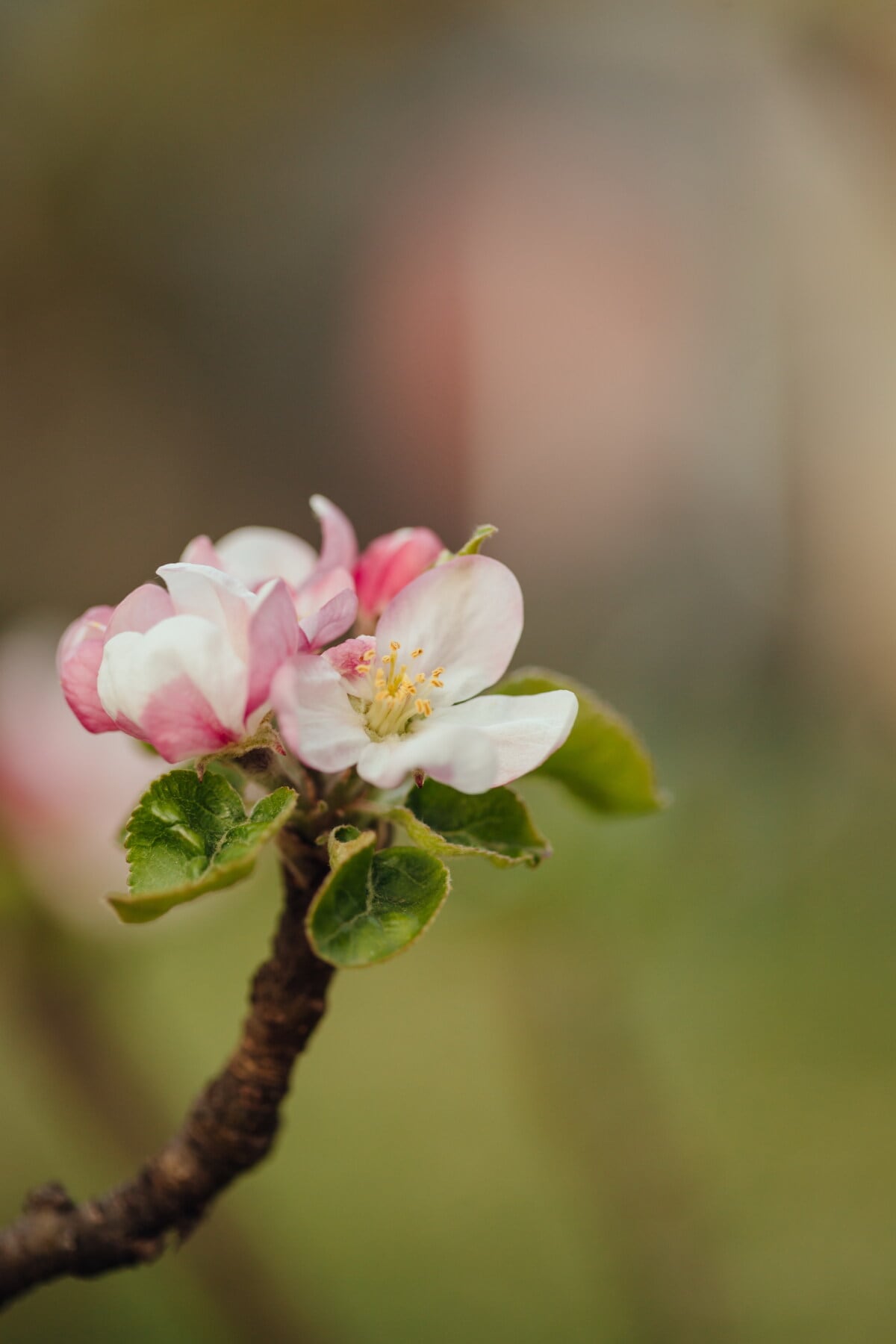 jabloň, peľ, biely kvet, jarný čas, zväčšenie, piestik, lupienok, rozostrenie, jablko, kvet