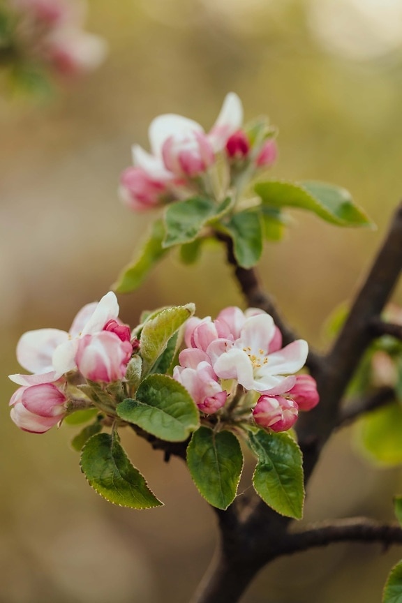 fruit tree, apple tree, white flower, petals, pinkish, branches, details, branch, spring, plant