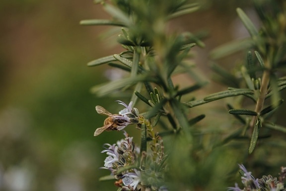 花蜜, 授粉, 蜜蜂, 野生动物, 昆虫, 野花, 有机体, 荒野, 性质, 植物