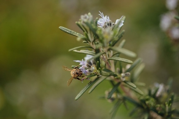 pollinating, metamorphosis, insect, honeybee, spring time, meadow, branches, rosemary, flower, nature