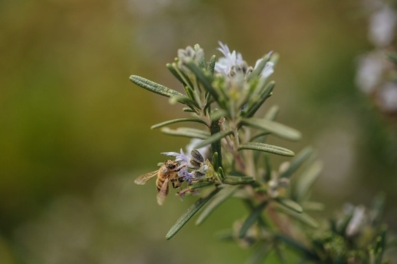 pollen, nectar, bee, honeybee, pollination, blur, rosemary, herb, garden, nature