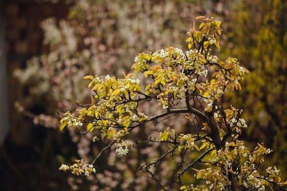 árbol frutal, pera, árbol, tiempo de primavera, flores, ramas, planta, amarillo, naturaleza, otoño