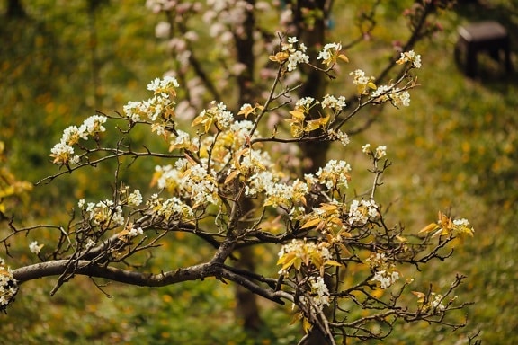 fruit tree, pear, tree, orchard, spring time, plant, leaf, flower, autumn, nature