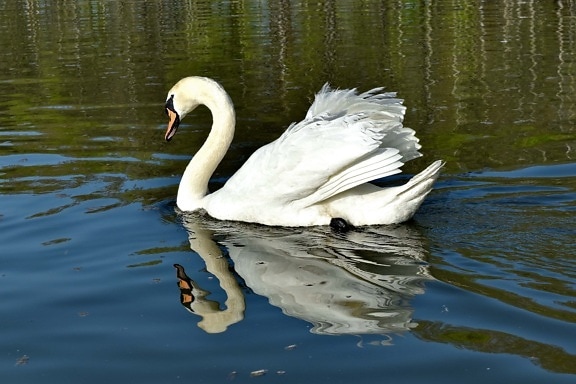 swan, majestic, reflection, wildlife, bird, wading bird, heron, water, nature, pool