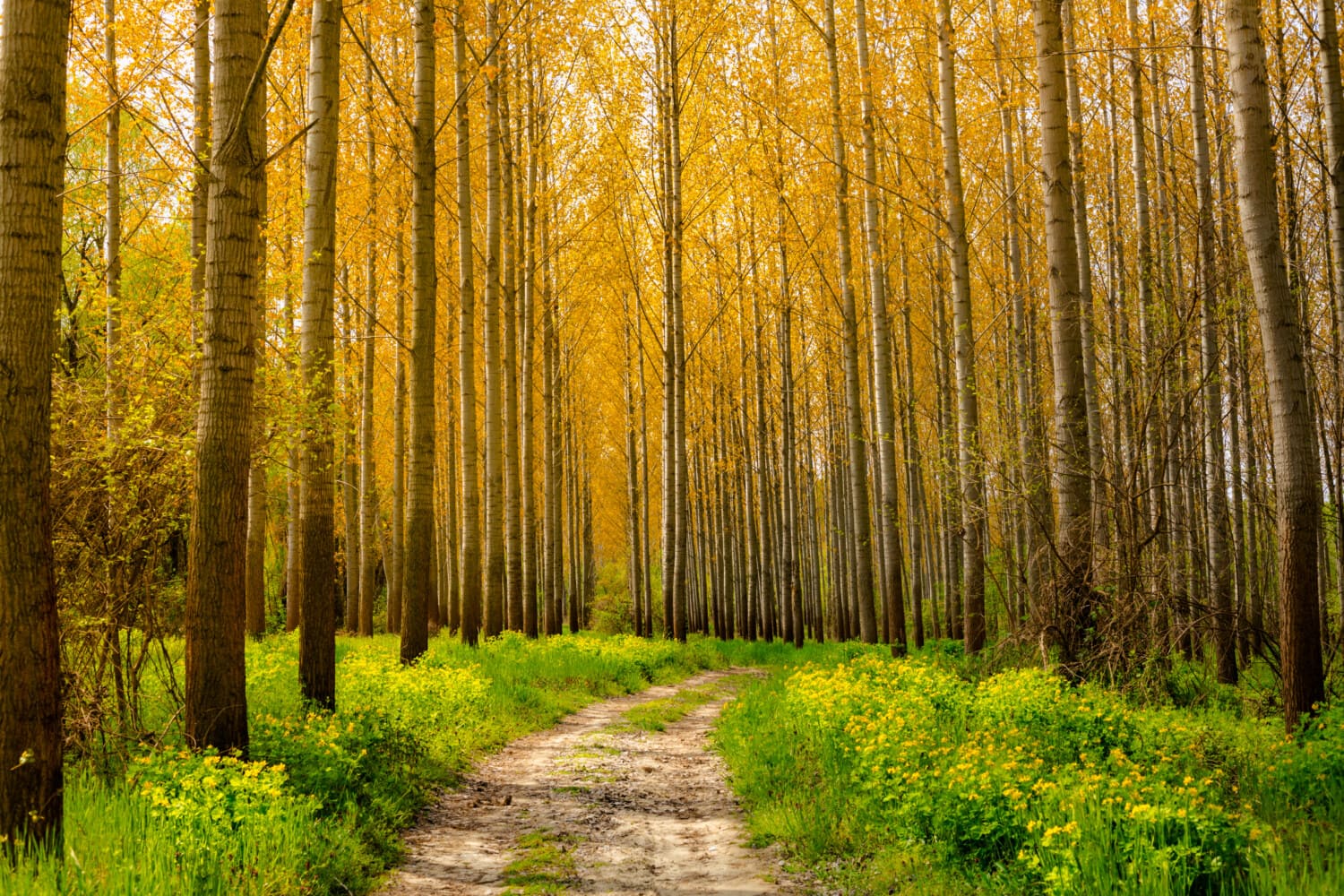 sentiero nel bosco, strada forestale, bel tempo, foresta, pioppo, alberi, strada, tempo di primavera, vegetazione, erba