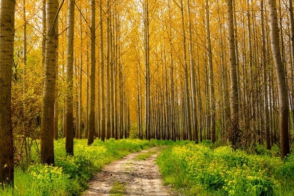 trilha da floresta, caminho da floresta, bom tempo, floresta, Poplar, árvores, estrada, tempo de primavera, vegetação, grama