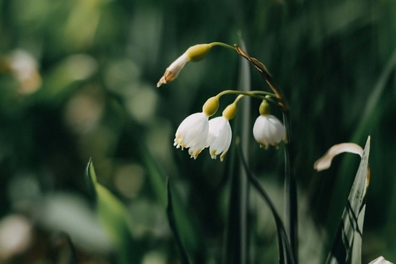 Белый цветок, время весны, завод, цветок, природа, лист, ярмарка погода, сад, флора, на открытом воздухе