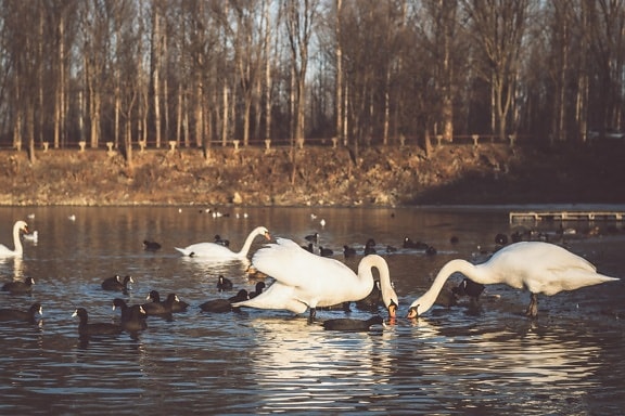 wading bird, swan, flock, lake, seabird, winter, bird, water, aquatic bird, nature