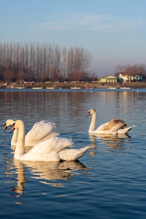 swan, flock, swimming, lake, birds, bird, aquatic bird, water, nature, waterfowl