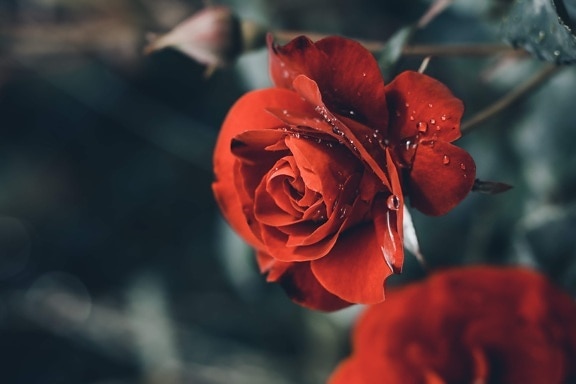 Rose, rugiada, pioggia, goccia d’acqua, fiore, natura, rosa, pianta, petalo, Flora