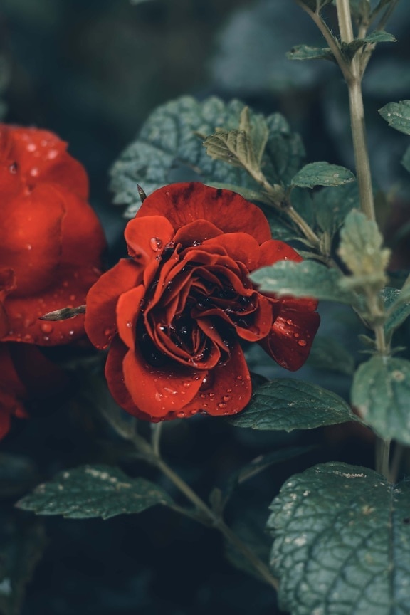 waterdrop, dew, roses, close-up, rose, plant, flower, leaf, garden, nature