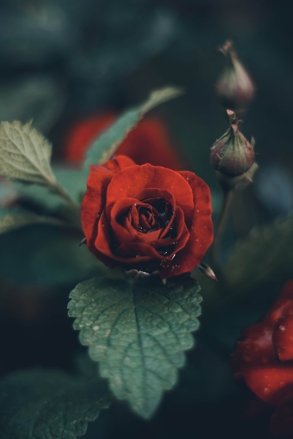 red, dew, wet, leaf, petal, bud, flower, nature, rose, plant
