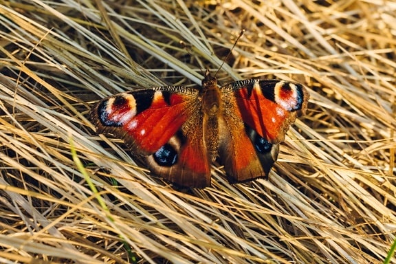 colorido, avermelhado, borboleta, detalhes, campo de feno, inseto, perto, natureza, ao ar livre, vida selvagem
