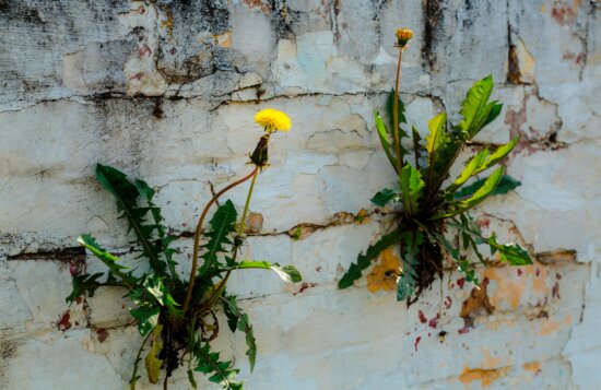 květiny, pampeliška, cihly, zeď, špinavý, staré, květ, závod, list, příroda