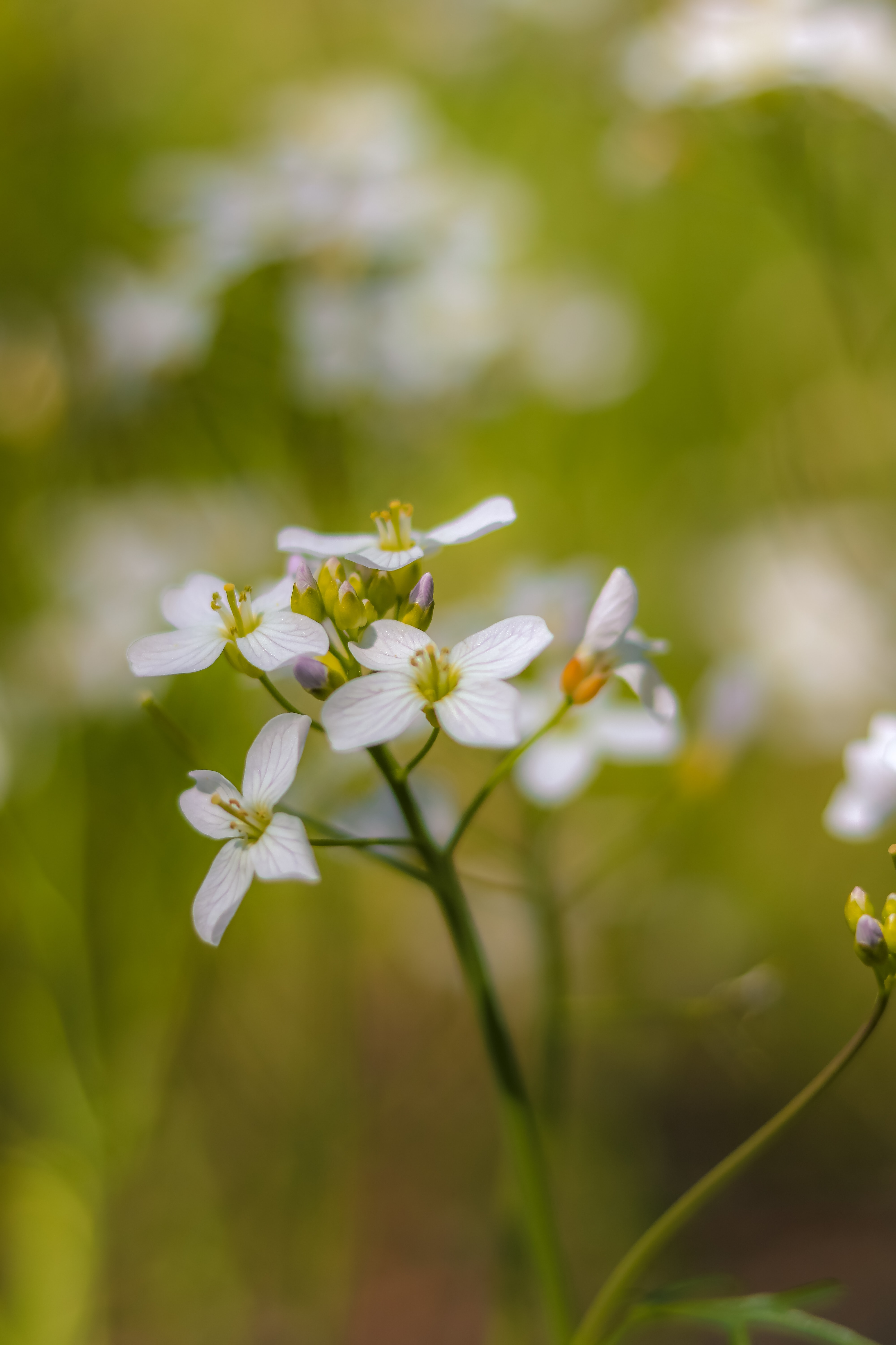 フリー写真画像 野生の花 白い花 工場 夏 自然 花 春 ハーブ 花 フローラ