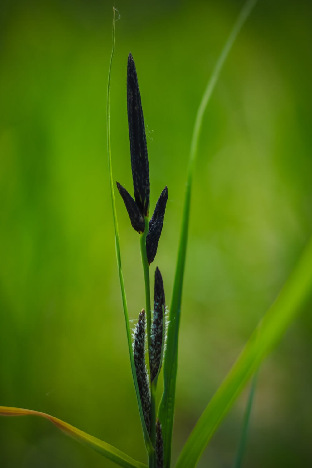 grass, straw, stem, bud, close-up, flora, nature, leaf, plant, summer