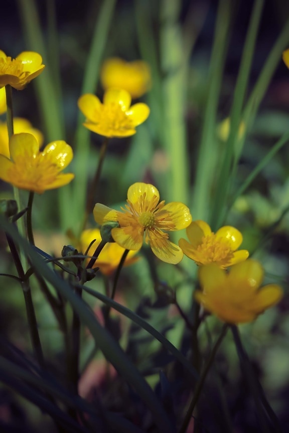 野花, 黄色, 开花, 性质, 植物, 花, 中药, 盛开, 春天, 叶