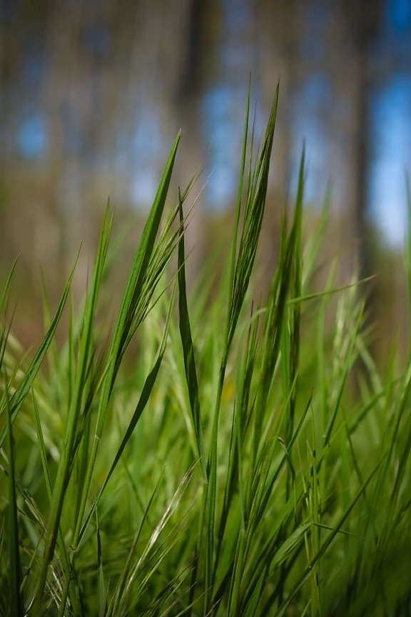 green leaves, close-up, green grass, lawn, spring, field, leaf, cereal, grass, summer