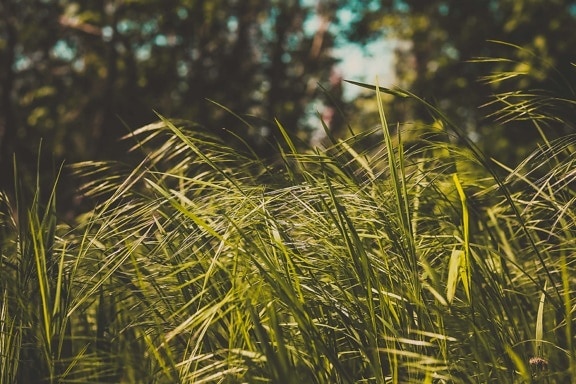 grass plants, grass, grassy, plant, tree, leaf, field, summer, outdoors, nature