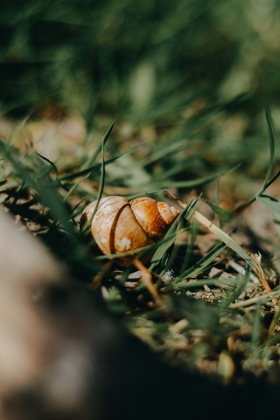 snail, close-up, grass, nature, blur, outdoors, food, leaf, garden, invertebrate