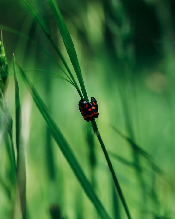 insect, red, bug, black, close-up, grass, beetle, garden, biology, arthropod