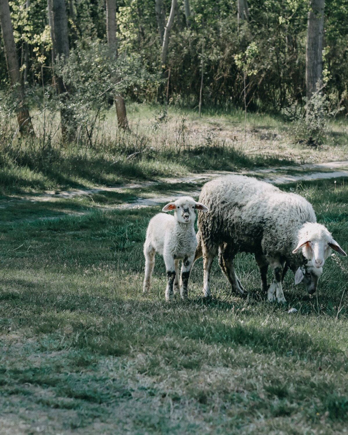 pecore, agnello, animali, prato, al pascolo, strada forestale, campo, erba, azienda agricola, bestiame