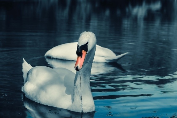 swan, young, nature, swimming, water, bird, reflection, lake, purity, winter