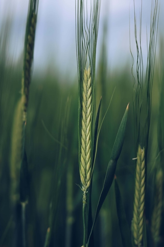 cereal, field, agriculture, close-up, rye, grass, wheat, crop, sun, bread