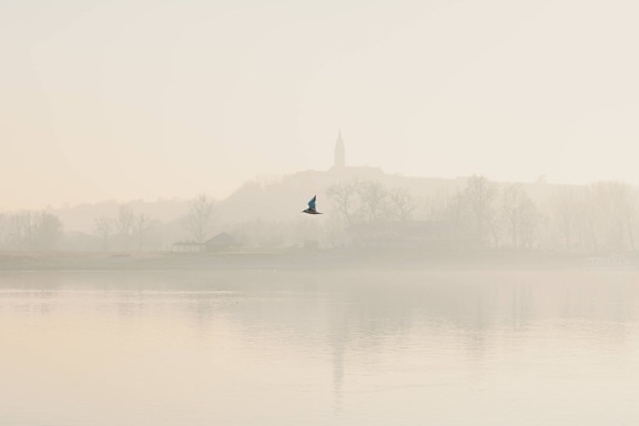 fog, morning, flying, seagull, landscape, river, reflection, mist, water, lake