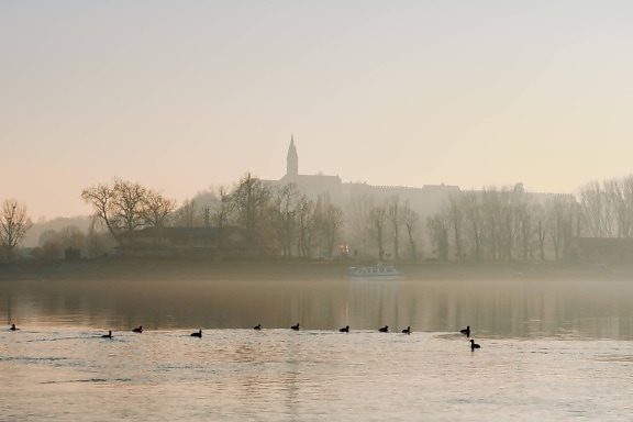 birds, morning, river boat, flock, foggy, river, mist, water, dawn, lake