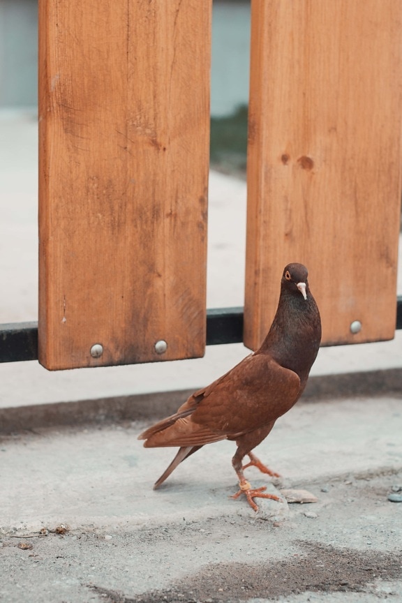 pigeon, light brown, tall, standing, bird, animal, wood, nature, wildlife, outdoors